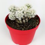Mammillaria Gracilis Arizona Snowcap White Snowball Cactus 8.5 cm in Red Pot