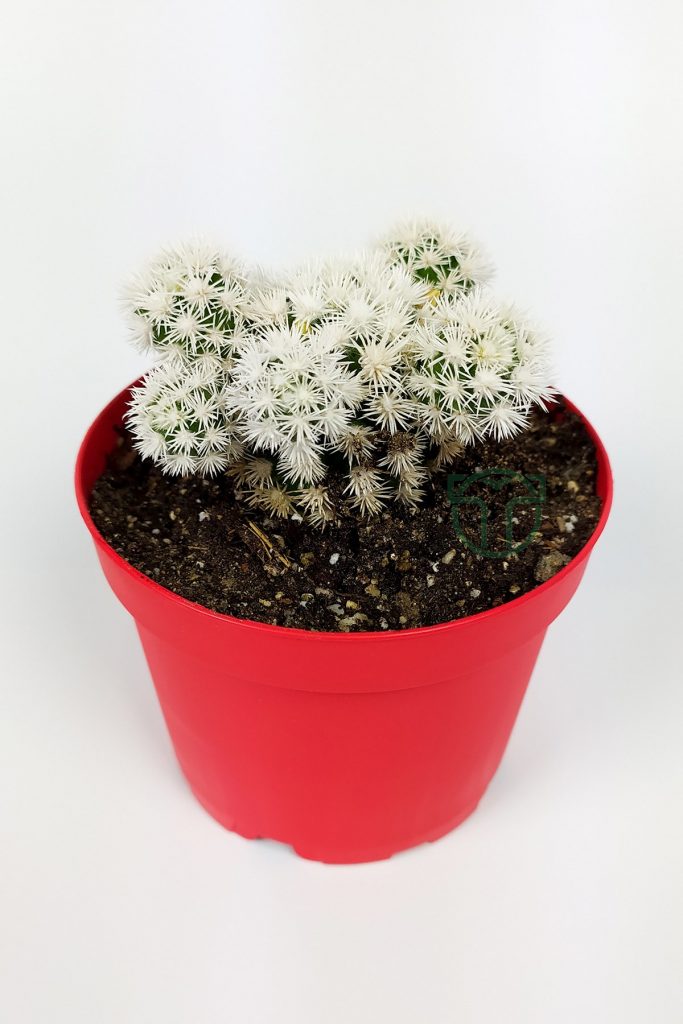 Mammillaria Gracilis Arizona Snowcap White Snowball Cactus