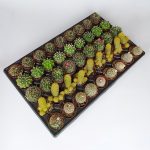 45 Pieces Special Species Cactus Set with 9 Arcs #2 5.5 cm Pot