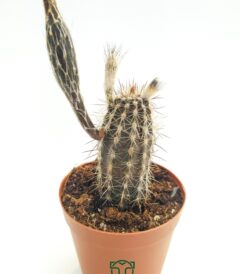 Echinocereus Mirabilis tohum kapsüllü