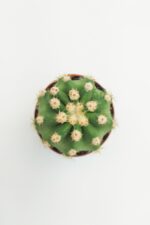 Echinopsis Subdenudata 45 Adet T0PTAN (5.5 cm Saksıda) - Görsel 3