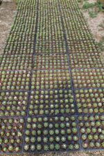 Echinopsis Subdenudata 45 Adet T0PTAN (5.5 cm Saksıda) - Görsel 4
