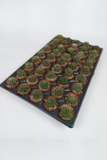 Gymnocalycium Baldianum TOPTAN 45 Adet (1 Viyol 5.5 cm Saksıda)