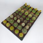 45 Pieces Special Species Cactus Set of 5, 1 Viol in 5.5 cm Pot