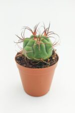 Gymnocalycium Marquezii 45 Adet TOPTAN (5.5 cm Saksıda) - Görsel 2