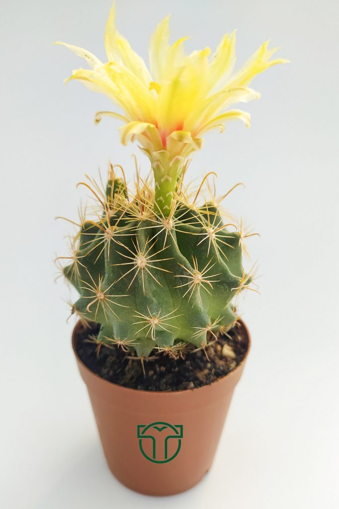 yellow flowering cactus wholesale
