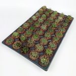 Astrophytum Capricorn Cactus 45 Pieces WHOLESALE (5.5 cm Pot)