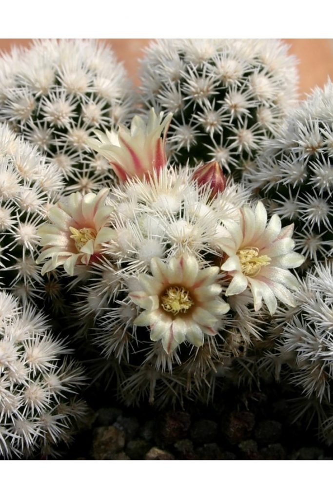 Mammillaria Gracilis Arizona Snowcap White Snowball Flowering Cactus