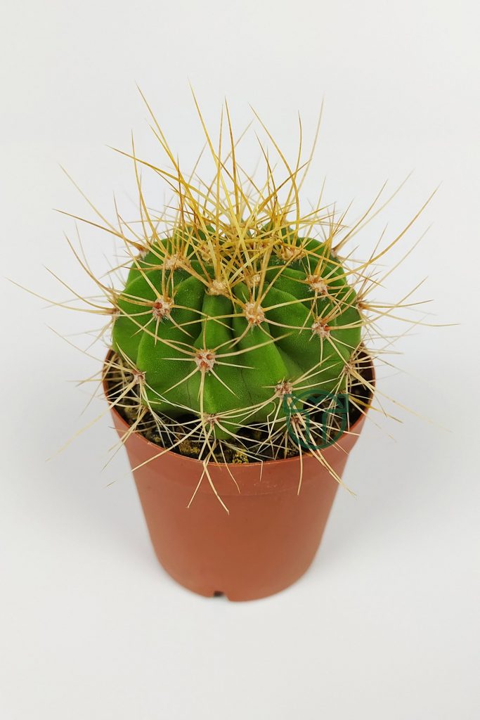 Echinopsis Aurea Cactus