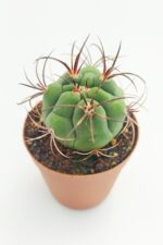 Gymnocalycium Marquezii 45 Adet TOPTAN (5.5 cm Saksıda) - Görsel 4