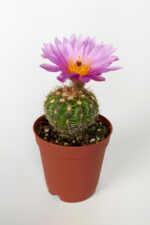 Natocactus Ubelmanianus Kaktüsü TOPTAN 45 Adet (1 Viyol 5.5 cm Saksıda) - Görsel 2