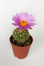 Natocactus Ubelmanianus Kaktüsü TOPTAN 45 Adet (1 Viyol 5.5 cm Saksıda) - Görsel 3