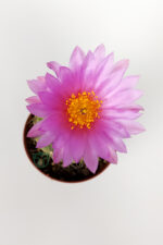 Natocactus Ubelmanianus Kaktüsü TOPTAN 45 Adet (1 Viyol 5.5 cm Saksıda) - Görsel 4