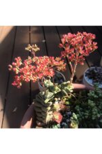 Crassula Moonglow Hybrid Fildişi Kule Nadir Sukulent Küçük Pembe Çiçek Salkımı 8.5cm Kırmızı Saksıda - Görsel 4