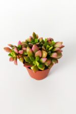 Anacampseros Rufescens Variegata aka Rainbow Sand Rose Sukulent Pembe Çiçek Açar 5.5 cm Saksıda - Görsel 2