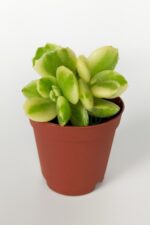 Cotyledon Tomentosa Variegata Sukulent Ayı Pençesi Sarı Yeşil 5.5 cm Saksıda