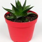 Aloe Cosmo Havorthia Özel Tür Sukulent 8.5 cm Kırmızı Saksıda