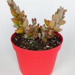 Crassula Moonglow Hybrid Ivory Tower Rare Succulent Small Pink Inflorescences 8.5cm In Red Pot