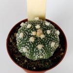 Astrophytum Asterias Super Kabuto #4 Collection Cactus Series