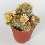 Mammillaria Prolifera Texas Breast Cactus Cream Blooming Cactus 5.5 cm Pot