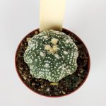 Astrophytum Asterias Super Kabuto #6 Collection Cactus Series
