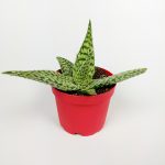 Aloe White Beauty Havorthia Özel Tür Sukulent 8.5 cm Kırmızı Saksıda