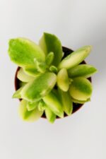 Cotyledon Tomentosa Variegata Sukulent Ayı Pençesi Sarı Yeşil 5.5 cm Saksıda - Görsel 2