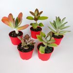 Kalanchoe Flower (Kalancho) Set of 5 Special Species 8.5 Indoor And Outdoor In Red Pot