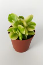 Cotyledon Tomentosa Variegata Sukulent Ayı Pençesi Sarı Yeşil 5.5 cm Saksıda - Görsel 3