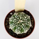 Astrophytum Asterias Super Kabuto #2 Collection Cactus Series