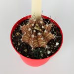Gymnocalycium Mihanovichii Special Series #5 Natural Rare Brown Yellow Color 8.5 cm Red Pot