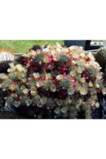 Mammillaria Prolifera Teksas Meme Kaktüsü Krem Çiçek Açan Kaktüs 5.5 cm Saksıda - Görsel 4