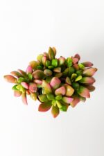 Anacampseros Rufescens Variegata aka Rainbow Sand Rose Sukulent Pembe Çiçek Açar 5.5 cm Saksıda - Görsel 3