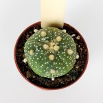 Astrophytum Asterias Super Kabuto #5 Collection Cactus Series