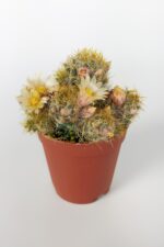 Mammillaria Prolifera Teksas Meme Kaktüsü Krem Çiçek Açan Kaktüs 5.5 cm Saksıda - Görsel 3