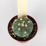 Astrophytum Asterias Super Kabuto Collection Cactus Series #1
