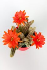 Echinopsis Chamaecereus Yılan Kaktüs Parmak Kaktüs Kırmızı Çiçek Açan Kaktüs Özel Tür 8.5 cm Saksıda - Görsel 3
