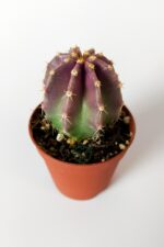Echinocereus Subunermis Özel Tür Kaktüs 5.5 cm Saksıda - Görsel 2