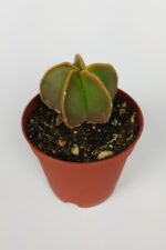 4 lü Astrophytum Özel Tür Kaktüs Seti 5.5 cm Saksıda - Görsel 2