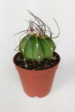 4 lü Astrophytum Özel Tür Kaktüs Seti 5.5 cm Saksıda - Görsel 4