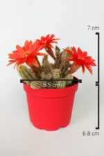 Echinopsis Chamaecereus Yılan Kaktüs Parmak Kaktüs Kırmızı Çiçek Açan Kaktüs Özel Tür 8.5 cm Saksıda - Görsel 4