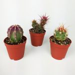 3 Pcs Purple Cactus Set Special Species Cactus Set 5.5 cm Pot