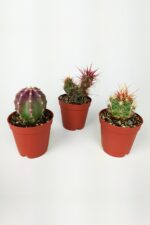 3 lü Mor Kaktüs Set Özel Tür Kaktüs Seti 5.5 cm Saksıda