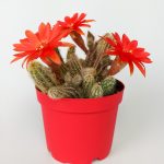 Echinopsis Chamaecereus Snake Cactus Finger Cactus Red Blooming Cactus Special Species 8.5 cm Potted