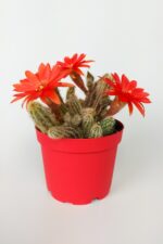Echinopsis Chamaecereus Yılan Kaktüs Parmak Kaktüs Kırmızı Çiçek Açan Kaktüs Özel Tür 8.5 cm Saksıda
