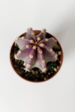 Echinocereus Subunermis Özel Tür Kaktüs 5.5 cm Saksıda - Görsel 3