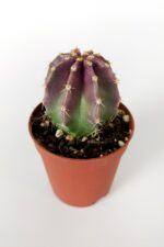 3 lü Mor Kaktüs Set Özel Tür Kaktüs Seti 5.5 cm Saksıda - Görsel 2
