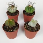 Set of 4 Astrophytum Special Species Cactus in 5.5 cm Pot