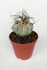 4 lü Astrophytum Özel Tür Kaktüs Seti 5.5 cm Saksıda - Görsel 5