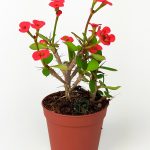 Dikenler Tacı Euphorbia Miili MİNİ Kırmızı Çiçekli Kaktüs Kral Tacı Dikenli Taç 5.5 cm Saksıda